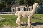 WSX Peruvian Armando