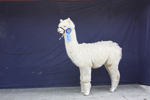 WSX Peruvian Armando